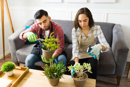 Beautiful couple cutting green leaves and doing gardening while watering their beautiful plants at homeの写真素材