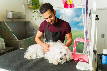 Mexican worker giving a massage to a relaxed beautiful maltese dog while working as a pet groomerの写真素材