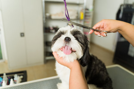 Adorable beautiful black and white shih tzu dog looking happy while getting a trim or haircut at the grooming spa shopの写真素材