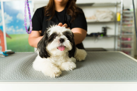 Cute adorable shih tzu dog looking happy while enjoying his grooming session and haircut at the dog...