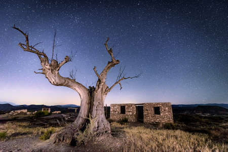 Movie tree - Tabernas, Almer?a Spainの写真素材