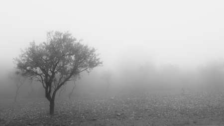 Climbing the Sierra de Los Filabres in the province of Almeria (Spain), I found this picture on the same road, where the almond trees were absorbed by a dense fog.の写真素材