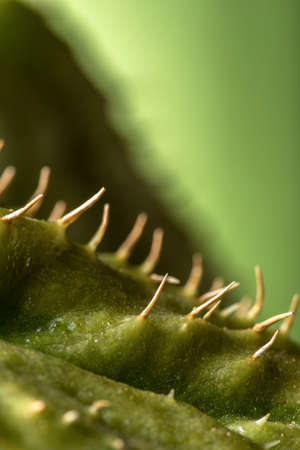 detail photo of the chayote with green background