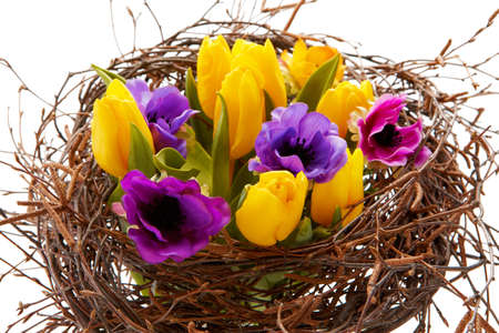 different colors tulips in brown branchesの写真素材