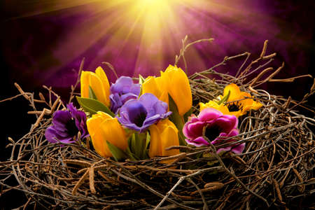 different colors tulips in brown branchesの写真素材