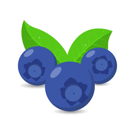 Blueberry. Isolated on a white background. Vector illustration.のイラスト素材