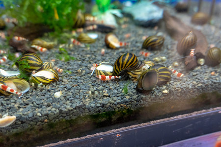 tank whith fishの写真素材