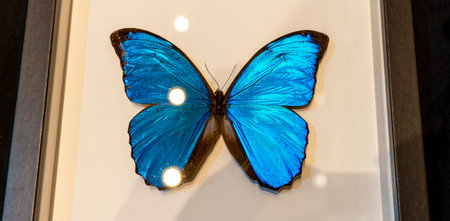 Butterfly in the window of a shop. Blue butterfly.