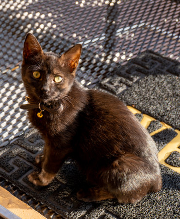 Black cat with yellow eyes on a background of black pebblesの写真素材
