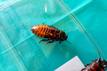 Dead cockroach in a plastic box on the table.