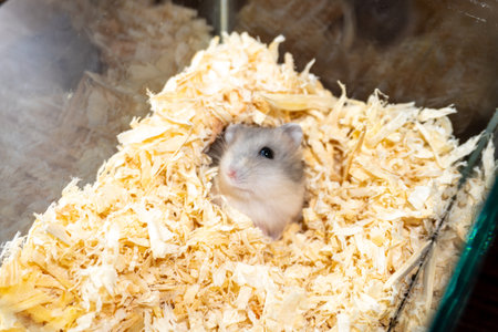 Hamster in a cage. Hamster in a cage. Hamster in a cageの写真素材