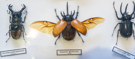 Entomological Museum of London.の写真素材