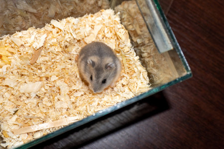 Hamster in a glass box on a wooden background. Close-up.の写真素材