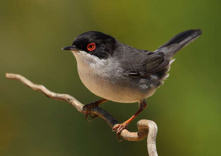  beautiful Sylvia melanocephala warbler perched on a branch with green background curruca cabecinegraの写真素材
