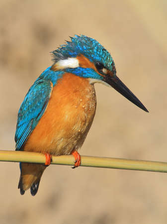 Common Kingfisher perched on a caneの写真素材