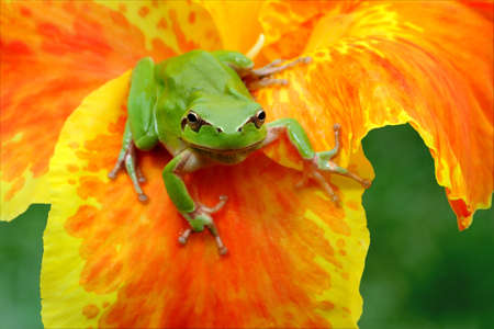 Hyla tree frog on a yellow and orange flower watching at the camera challenging の写真素材