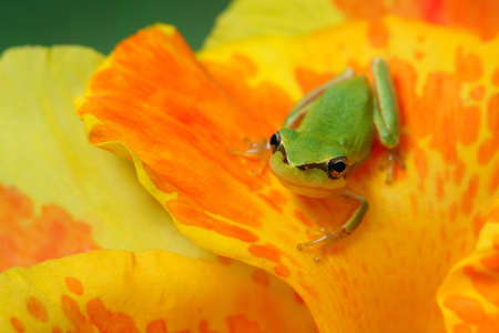 Little hyla tree frog on a yellow and orange flower watching at the camera 