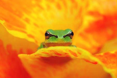 Hyla tree frog on a yellow and orange flower watching at the camera, resting and waitingの写真素材