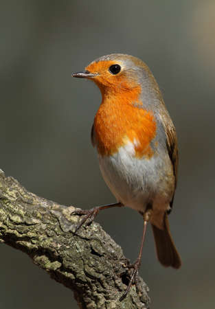 Erithacus rubecula robin perched on a branch with a grey backgroundの写真素材