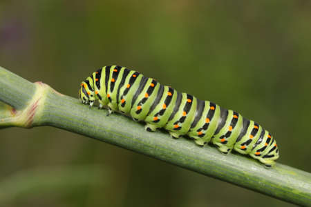 Papilio machaon caterpillar over a green plant stalk with a green backgroundの写真素材