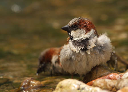 Passer domesticus sparrow bathing in a riversideの写真素材