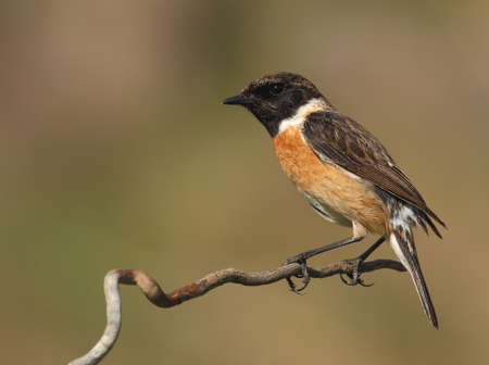 Saxicola torquatus common stonechat male perched on a branch with a green backgroundの写真素材