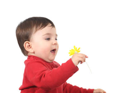 Baby amazed with a daisy on a white isolated background           の写真素材