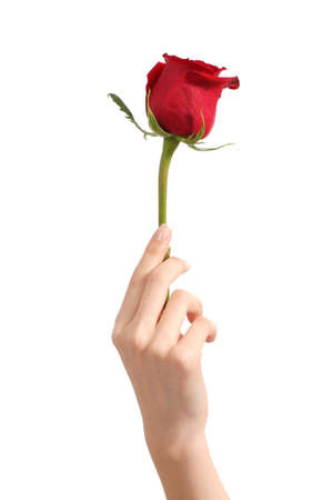 Beautiful woman hand holding a red rosebud on a white isolated background               の写真素材