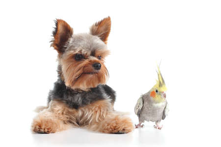 Pets yorkshire terrier puppy and cockatiel bird posing together isolated on a white backgroundの写真素材