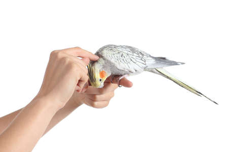 Woman hand holding and caressing a cockatiel bird isolated on a white background                の写真素材