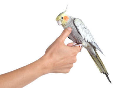 Woman hand holding and caressing with thumb a cockatiel bird isolated on a white backgroundの写真素材