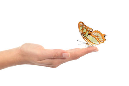 Woman hand holding a beautiful butterfly isolated on a white backgroundの写真素材