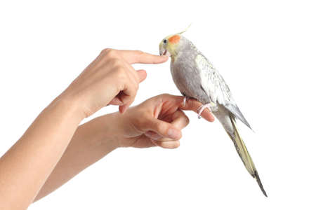 Woman hand holding a cockatiel bird nibbling her finger isolated on a white background                の写真素材