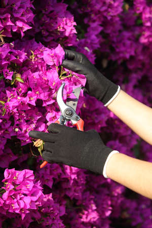 Close up of a gardener hands with gloves cutting flowers with secateursの写真素材