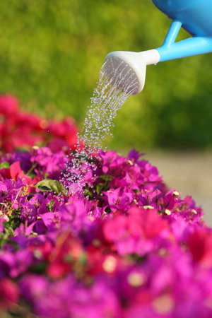 Water can watering a beautiful pink flowers with a green unfocused backgroundの写真素材