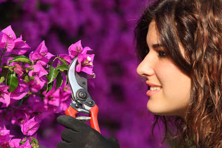 Portrait of an attractive gardener woman cutting flowers with secateurs with a unfocused background               の写真素材
