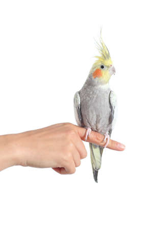 Woman hand holding a cockatiel parrot with forefinger isolated on a white backgroundの写真素材