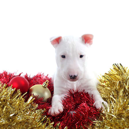 Pretty bull terrier pet on a christmas ornaments isolated on a white background          の写真素材