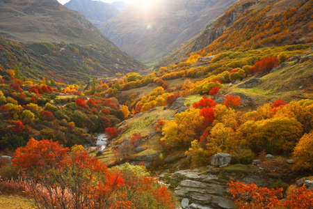 Autumn landscape of a forest with colorful trees in a mountain