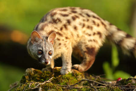 Genet portrait in a forest with a warm sun light at sunset
