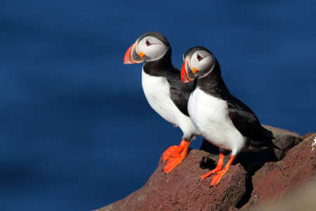 Two beautiful puffins on an iceland cliff