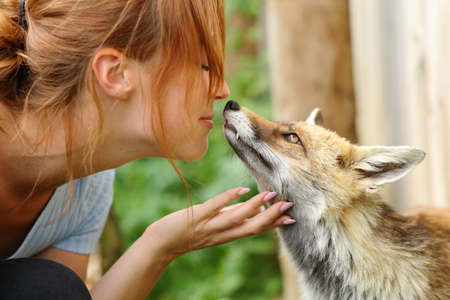 Happy woman loving animals kissing a fox in a farmの写真素材
