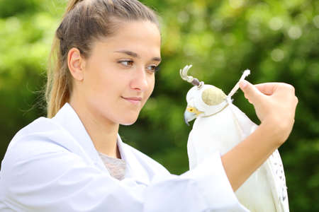 Veterinary holding gyrfalcon putting a hawk hoodの写真素材