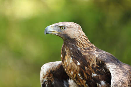 Portrait of an old golden eagle in a forestの写真素材