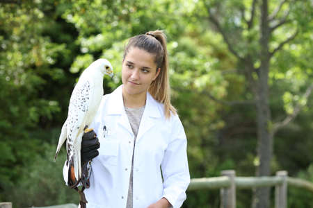 Veterinary wearing white coat holding a falcon in natureの写真素材