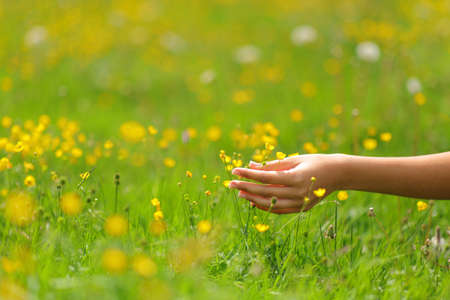 Close up portrait of a woman hands touching flowers in a field in springの写真素材