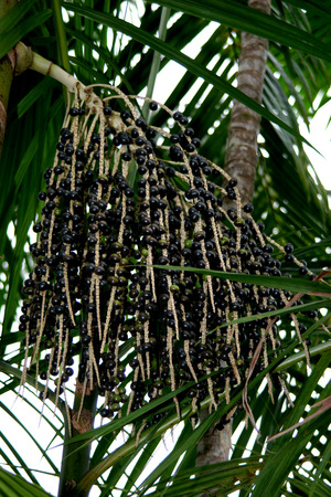 Amazon, Amazon, Brazil, Acai, Fruit, Intura, Natureの写真素材