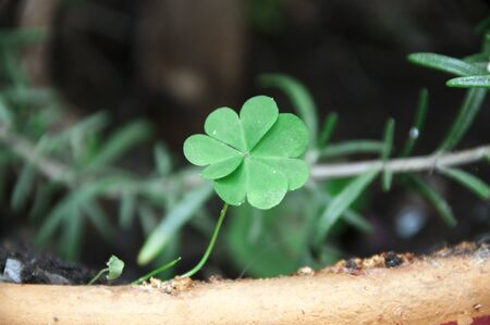 lucky clover in a potの写真素材
