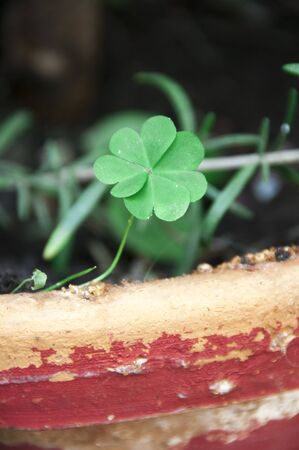 lucky clover in a pot