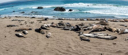 Sea elephants at San Luis Ovispo, california, panoramic viewの写真素材